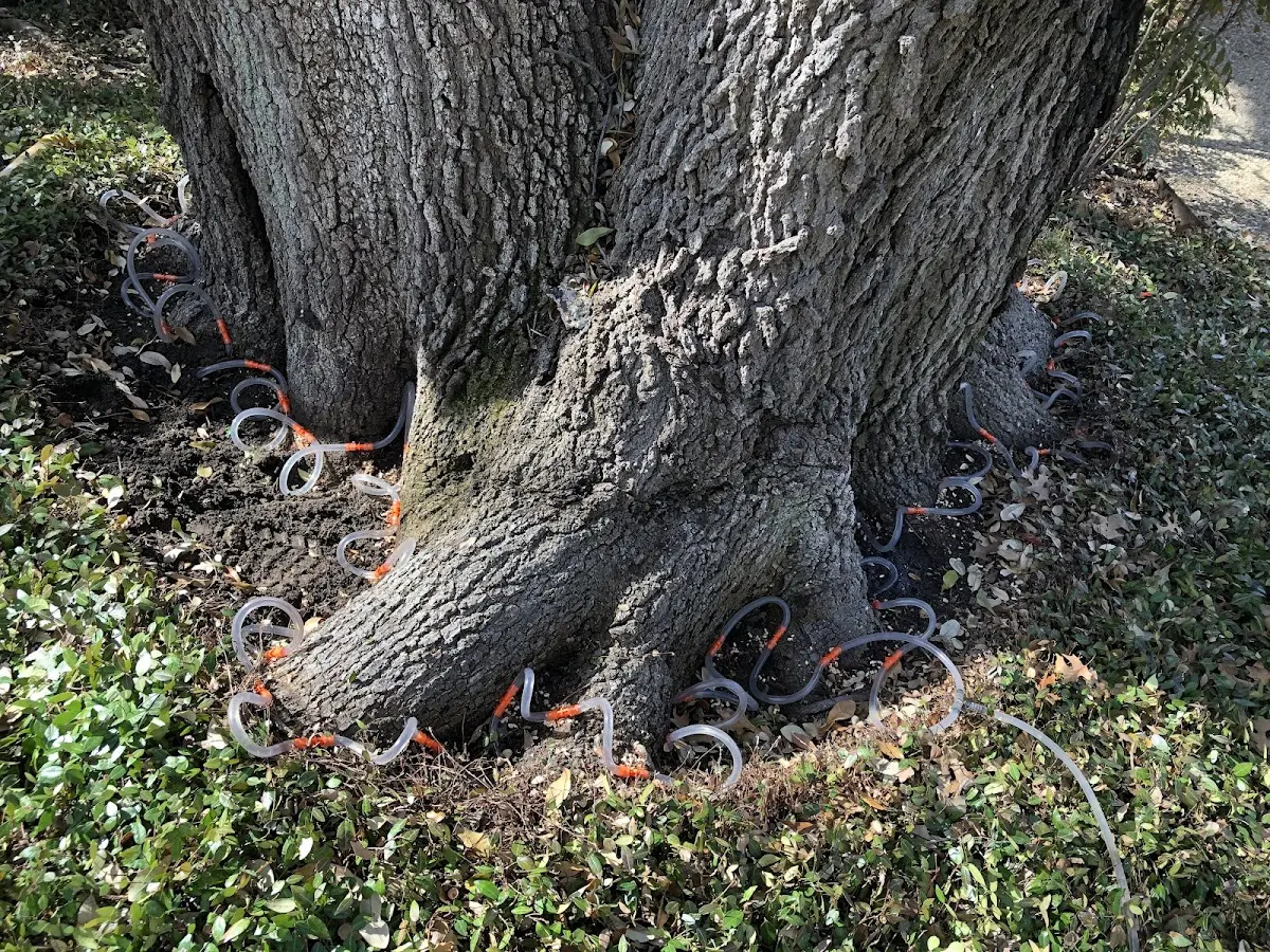 Detailed Tree Cabling and Bracing job site in Lilliwaup