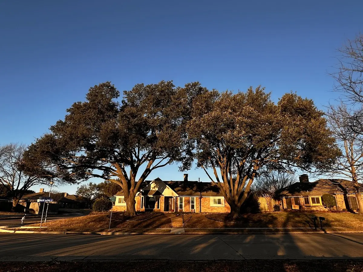 Established residential canopy tree shading a home in Lilliwaup